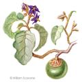 Solanum lycocarpum